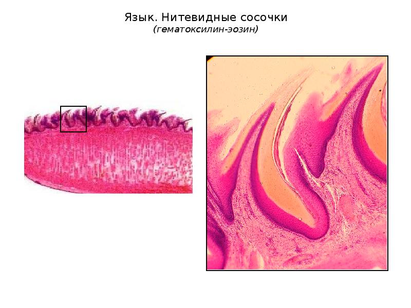 Стенка ротовой полости гистология