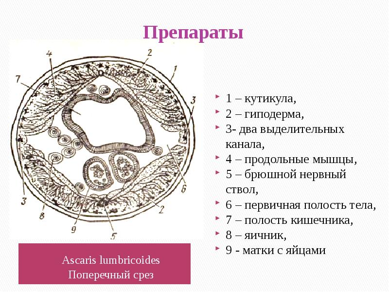 К какому классу относится червь поперечный срез которого представлен на рисунке