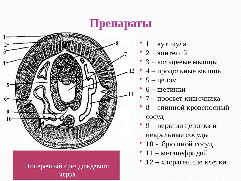 Малощетинковые черви. Среда обитания, внешнее и …