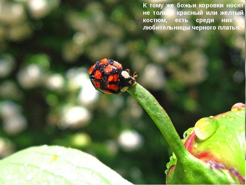 Божьи коровки презентация