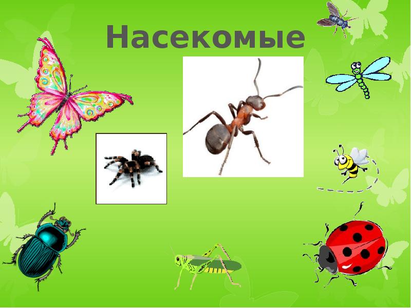 Жуков презентация 1 класс. Картинки насекомые для детей в детском саду. Презентация на тему разноцветные жуки. Разноцветные жуки изо 1 класс. Урок изо в 1 классе разноцветные жуки.