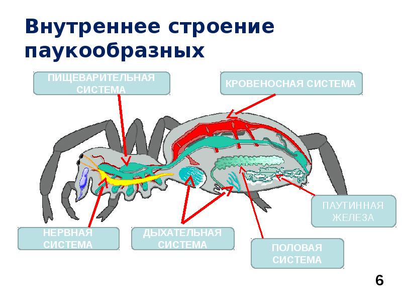 На голове располагаются у паукообразных