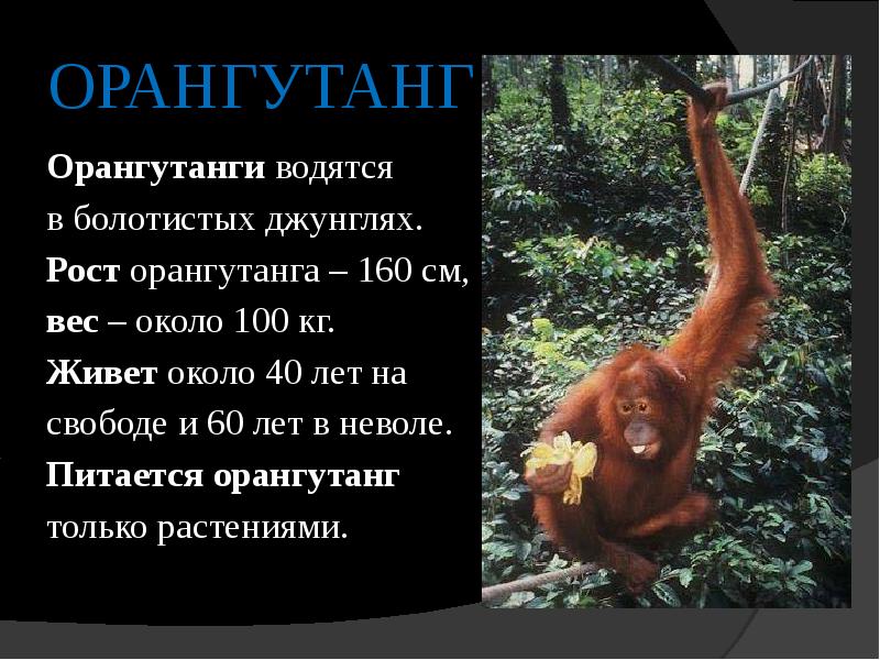 Говорящие обезьяны презентация