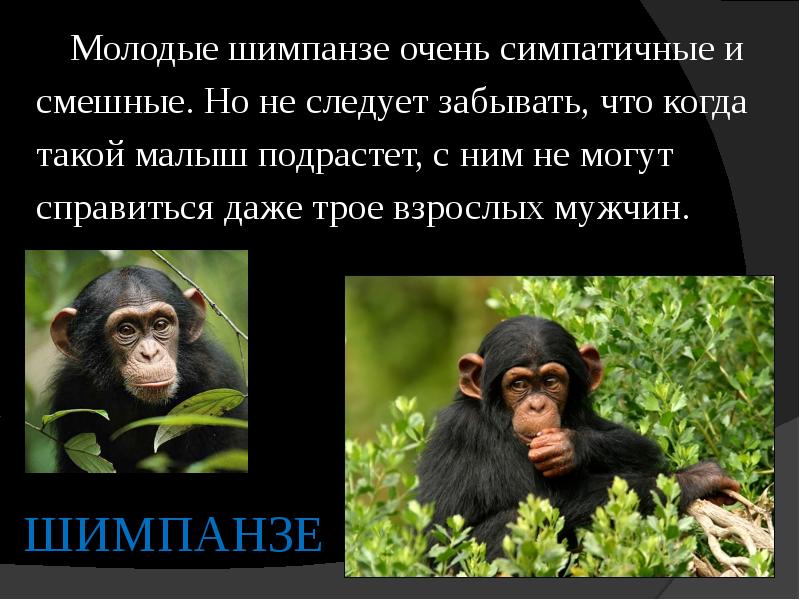 Забавный шимпанзе как правильно. Факты о шимпанзе. Шимпанзе презентация. Шимпанзе презентация 7 класс. Приматы презентация.