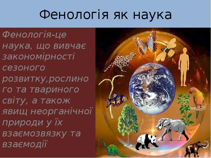 Фенологія як наука Фенологія-це наука, що вивчає закономірності сезоного розвитку,рослиного та
