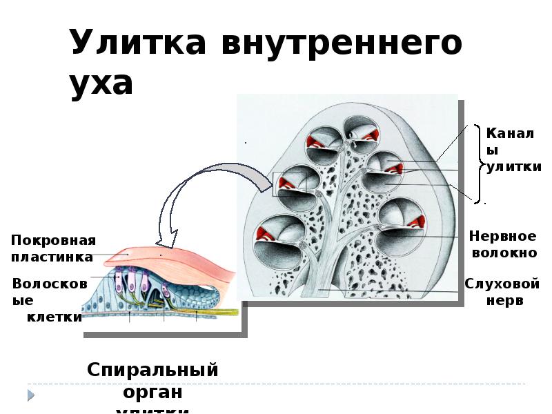 Волосковые клетки в ухе. Волосковые клетки улитки. Улитка внутреннего уха. Покровная пластинка уха.