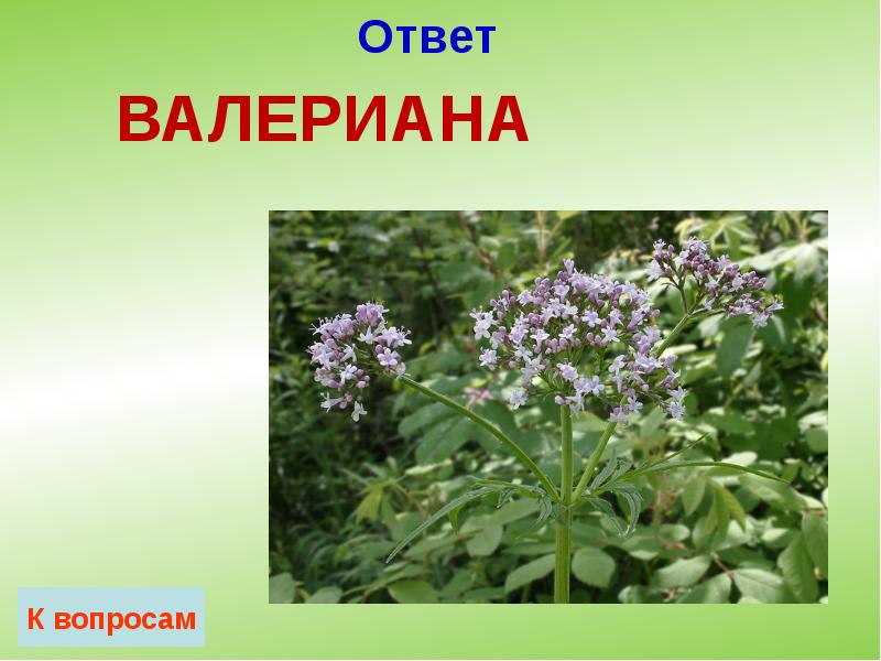 Ответ Ответ