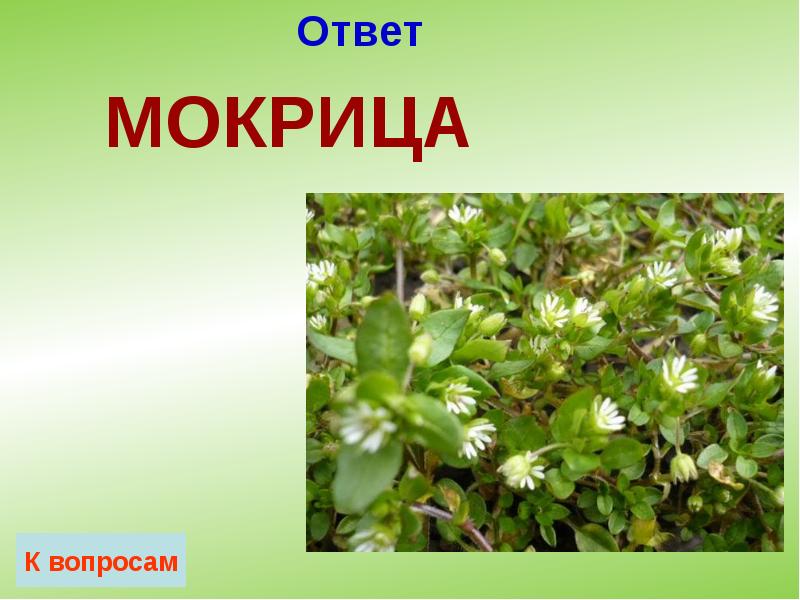 Ответ Ответ
