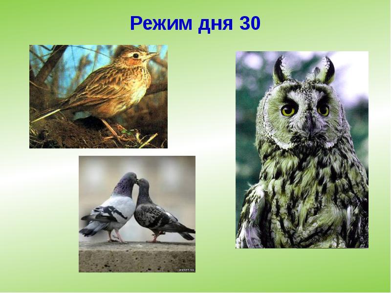 Режим дня 30 Режим дня 30