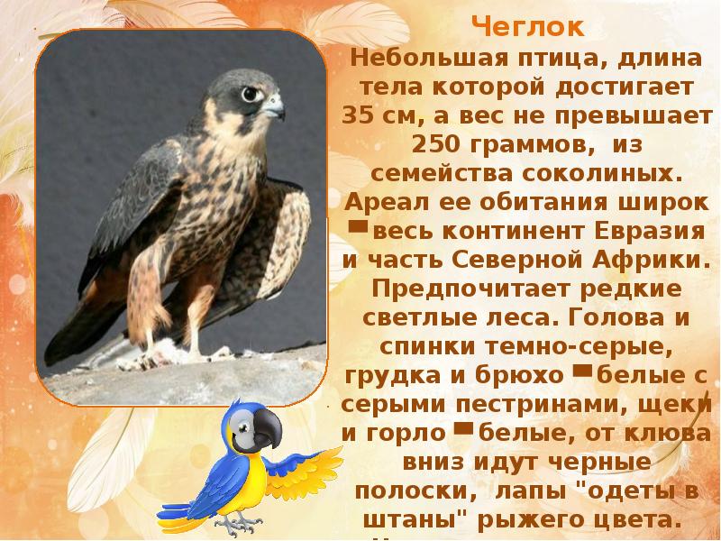 Сокол сапсан скорость полета. Какая быстрее птиц. Самая быстрая птица самая быстрая. Ястреб пустельга подмосковья. Какая быстрее птиц.