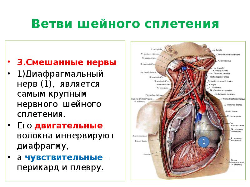 Диафрагмальный нерв