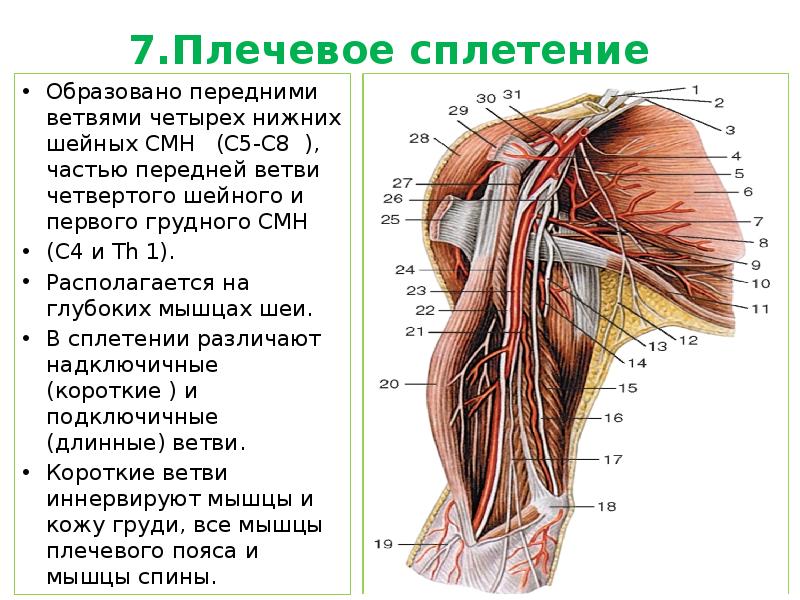 Плечевое сплетение