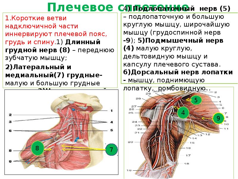 Нервы медиального пучка плечевого сплетения