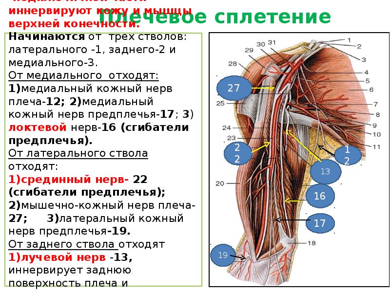 Плечевое сплетение презентация