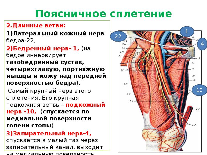 Ветви бедренного нерва