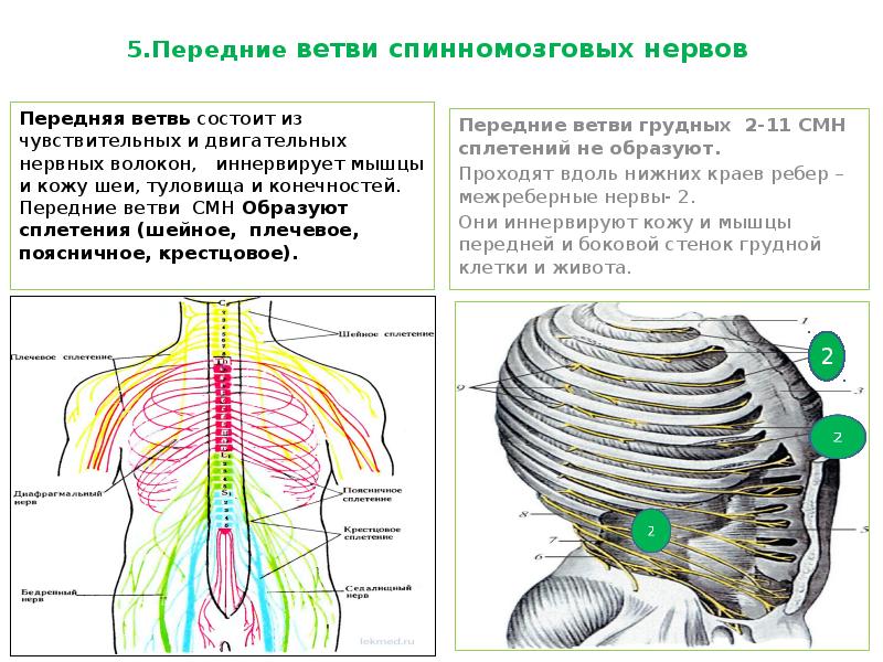 Спинномозговые сплетения схема