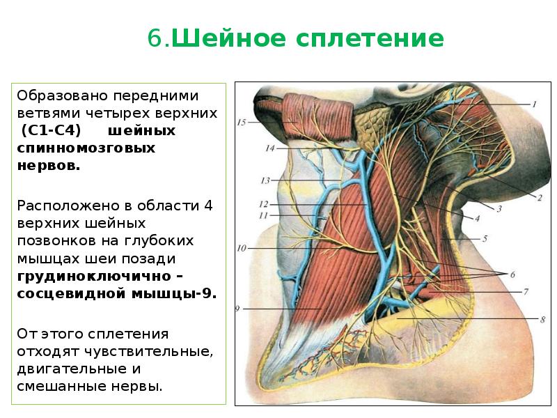 Шейное сплетение анатомия схема