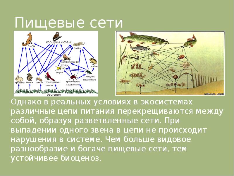 Пищевые связи в экосистеме презентация