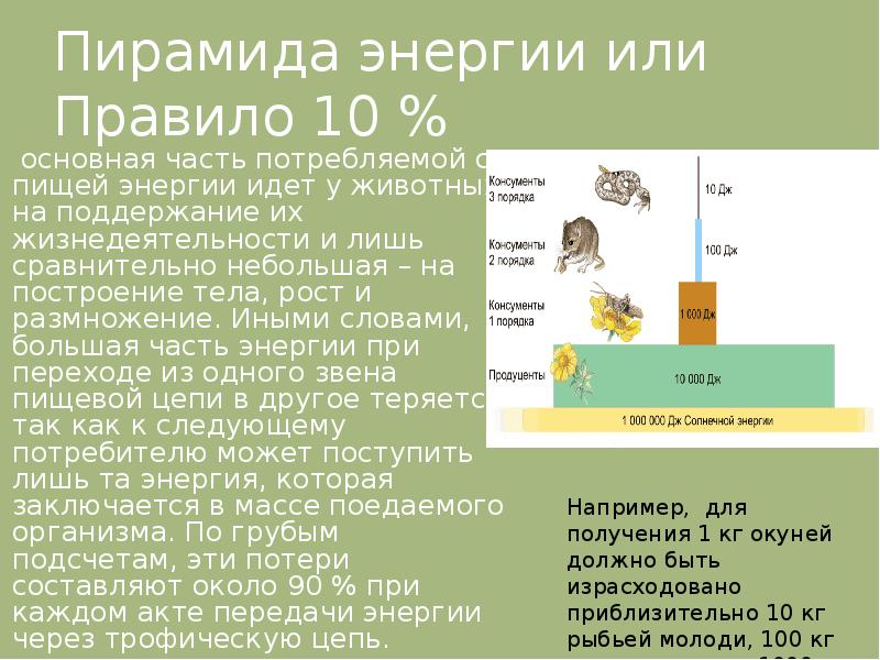 В 2 раза больше энергии. Пирамида энергии правило 10%. Пирамида энергии в экосистеме. Пищевые связи круговорот веществ и энергии в экосистемах. Потоки энергии в пирамиде.