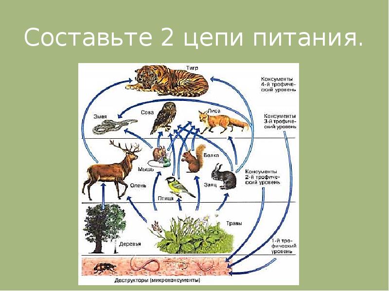 Пищевые связи в экосистемах презентация