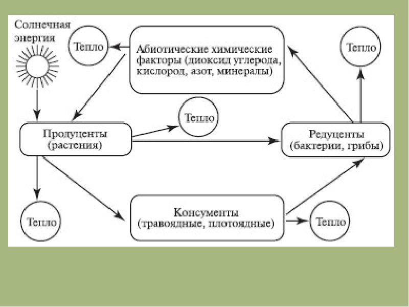 Круговорот веществ и превращение энергии в экосистеме 11 класс презентация