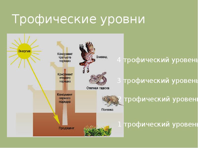 Пищевые связи круговорот веществ и превращение энергии в экосистемах презентация 11 класс