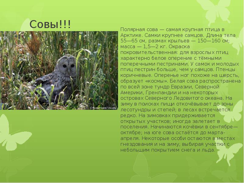 Полярная сова текст 5 класс. Полярная сова презентация. покровительственная окраска сова. длина тела самки полярная сова. полярная сова доклад 1 класс.