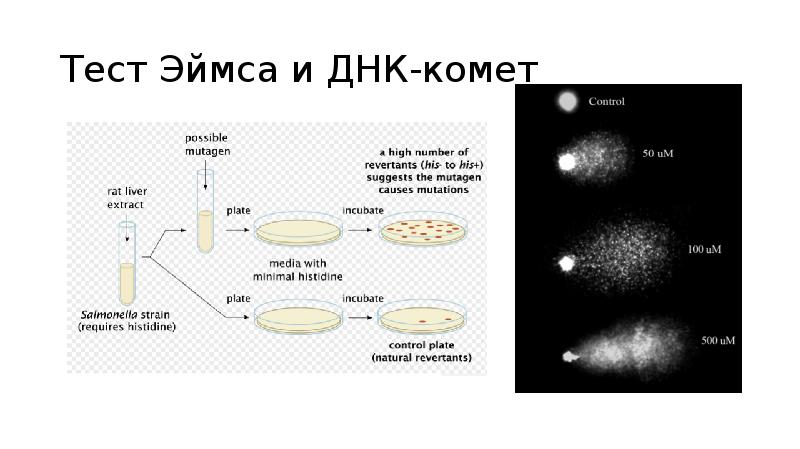 Оценка безопасности пищевых добавок и контроль за их применением. Этапы метода днк комет. Метод днк комет методика. Метод днк комет схема. Метод комета.