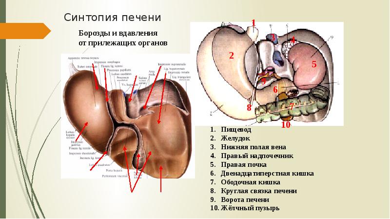 Синтопия печени