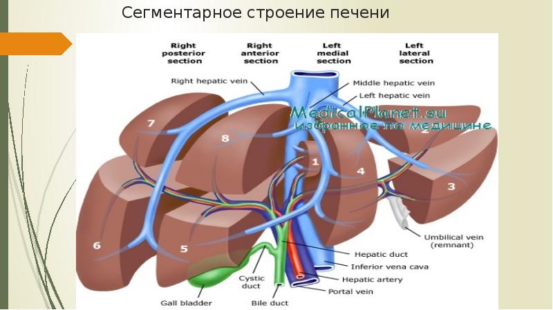 Сегментарное строение печени