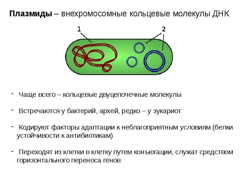 Признаки плазмид