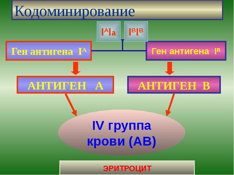 Кодоминирование Кодоминирование