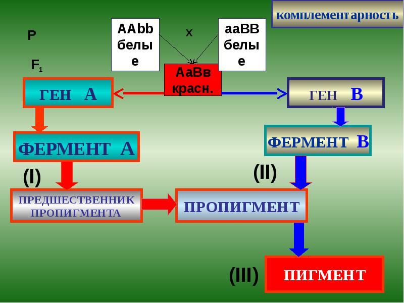 комплементарность комплементарность