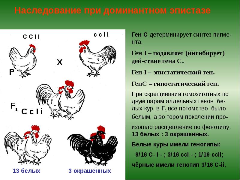 Наследование при доминантном эпистазе Наследование при доминантном эпистазе