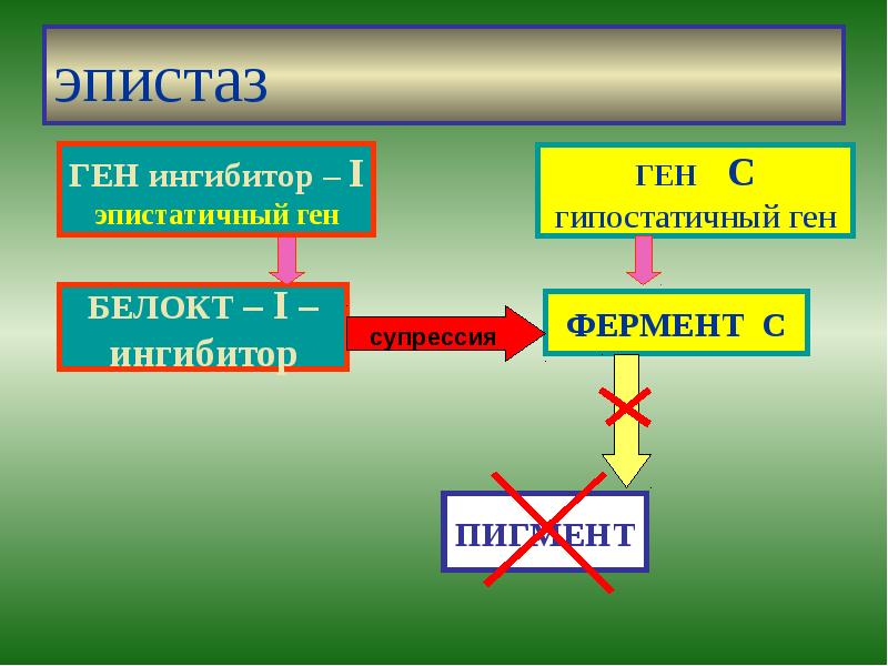 эпистаз эпистаз