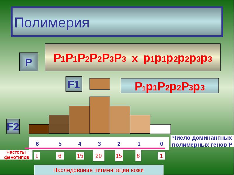 Полимерия Полимерия