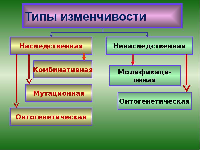 Типы изменчивости Типы изменчивости
