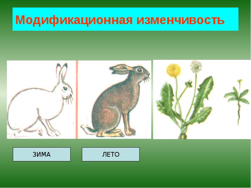 Модификационная изменчивость Модификационная изменчивость