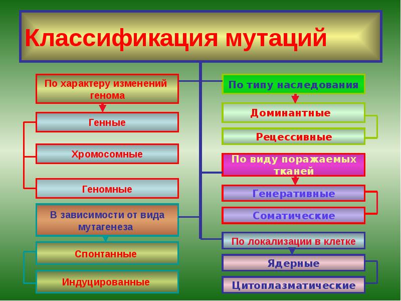 Классификация мутаций Классификация мутаций