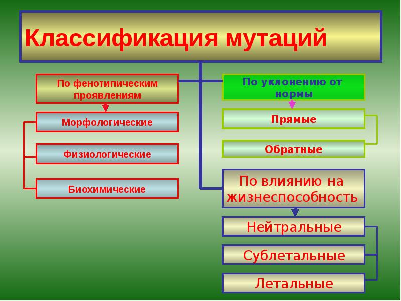 Классификация мутаций Классификация мутаций