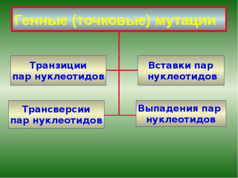 Генные (точковые) мутации Генные (точковые) мутации