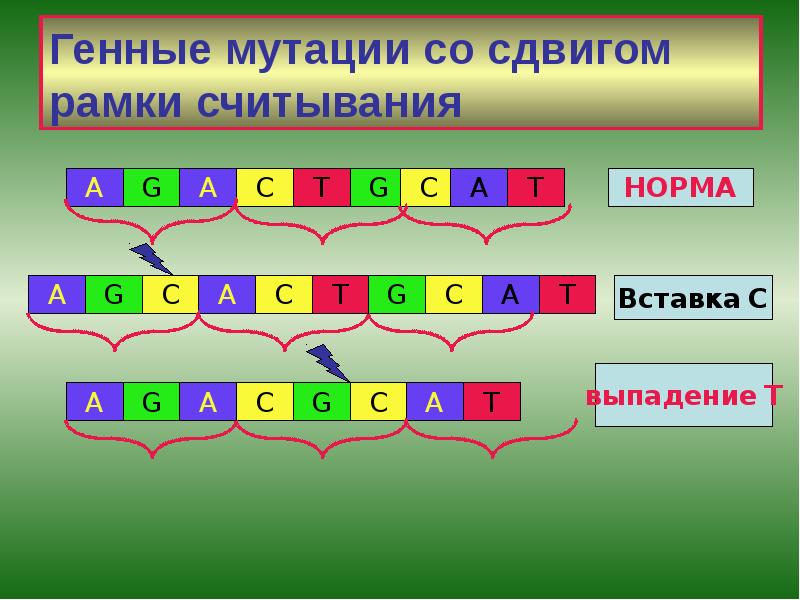 Генные мутации со сдвигом рамки считывания Генные мутации со сдвигом рамки считывания