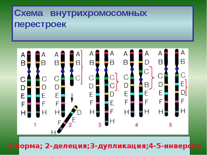 Схема внутрихромосомных перестроек Схема внутрихромосомных перестроек
