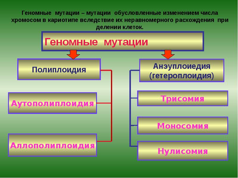 Геномные мутации Геномные мутации