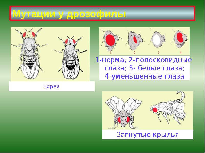 Мутации у дрозофилы Мутации у дрозофилы