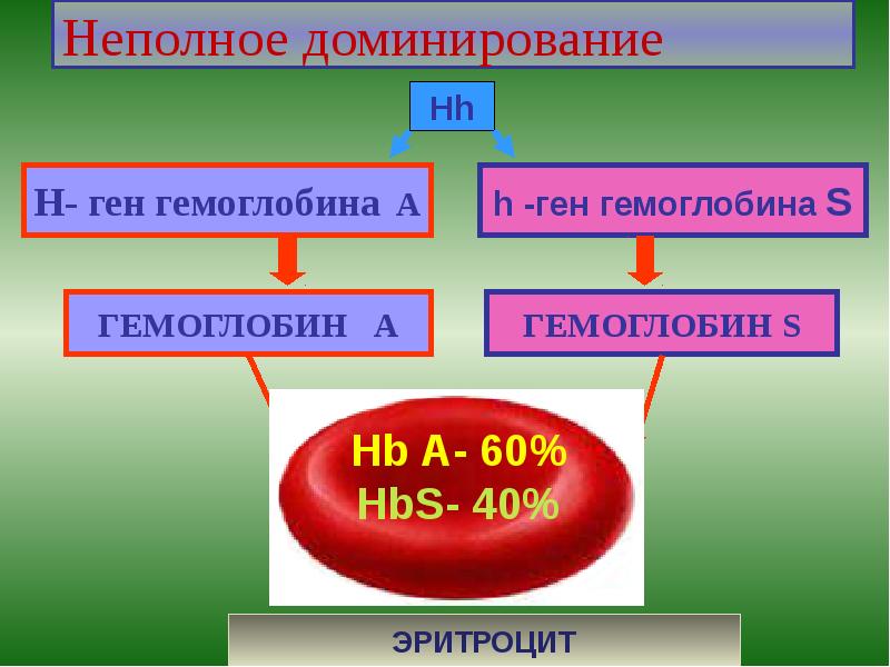 Неполное доминирование Неполное доминирование