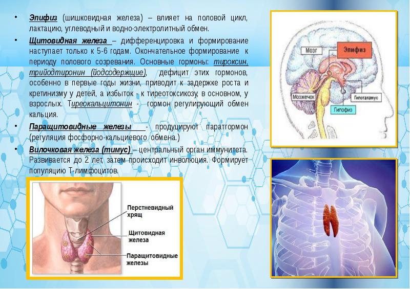 Нарушение эпифиза. Заболевания эндокринной системы. Эпифиз щитовидная железа. Эпифиз и вилочковая железа. Болезни эндокринной системы у детей.