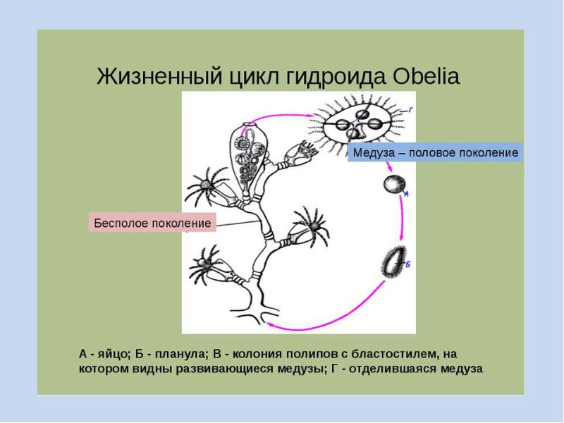 Жизненные циклы размножение презентация 8 класс