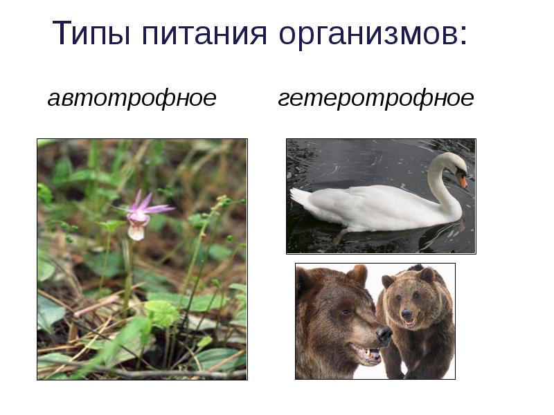 Автотрофные и гетеротрофные животные. Автотрофные и гетеротрофные. автотрофный тип питания. автотрофный тип питания и гетеротрофный тип питания. автотрофное питание и гетеротрофное питание это.