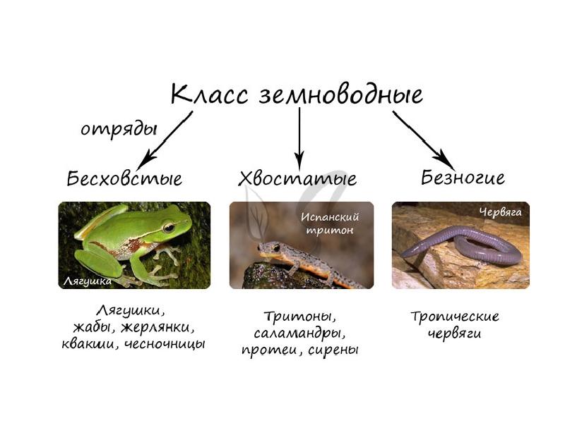 Какая схема верно отражает место земноводных среди других позвоночных животных